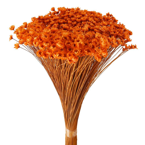 Dried Natural Star Flowers Bundle, Orange