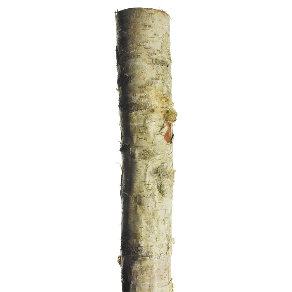 Natural Birch Wood Pole, 2-Inch x 48-Inch