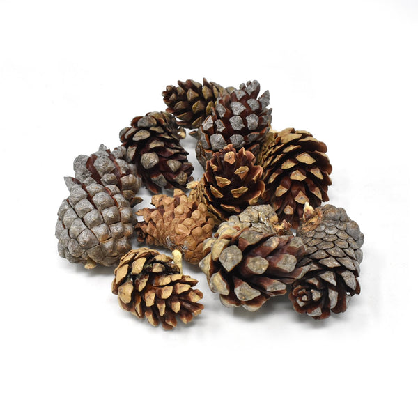Small Natural Jack Pine Cones, Natural, 10-Piece