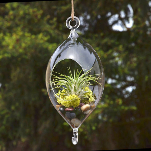 Raindrop Glass Terrarium Air Plant Home Decor, 7-inch w/ Hook