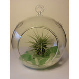 Hanging Glass Globe Terrarium Air Plant Candle Holder Christmas Ornament