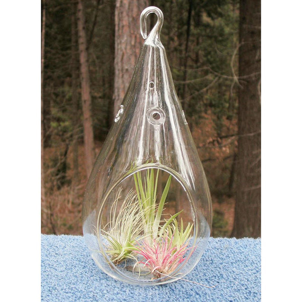 Raindrop Glass Terrarium Air Plant Home Decor, 7-inch